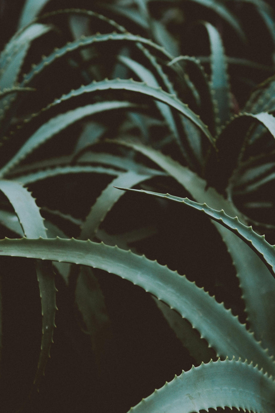 Denovia Wellness photo 2